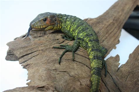 jungle bobs|jungle bob's reptile store.